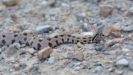 A-Western-Pigmy-Rattlesnake,-Sistrurus-miliarius,-a-venomous-North-American-pit-viper,-reacts-to-a-perceived-threat-with-head-movements