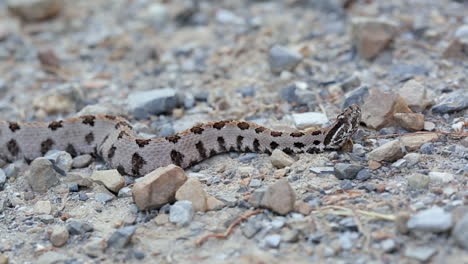 una serpiente de cascabel pigmea occidental, sistrurus miliarius, una víbora venenosa de américa del norte, reacciona ante una amenaza percibida con movimientos de cabeza.