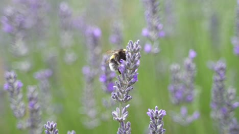 Makroaufnahme-Einer-Glücklichen-Hummel,-Die-Von-Einer-Lavendelpflanze-Zur-Nächsten-Lavendelpflanze-Fliegt