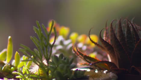 primer plano, gotas de agua cayendo sobre plantas suculentas en macetas caseras
