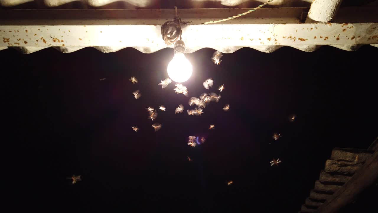 검은 바탕 에 있는 램프 근처 에 있는 밤 나방