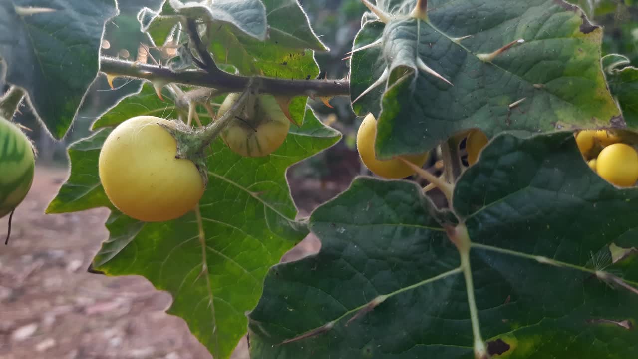 Scatto macro di frutti di soda apple e foglie spinose che ondeggiano nel vento