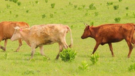 cows together grazing in a field. cows running into the camera.