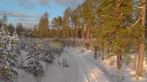 Flying-Low-Over-Beautiful-Saplings,-Shrubberies-In-Snowy-Land,-USA