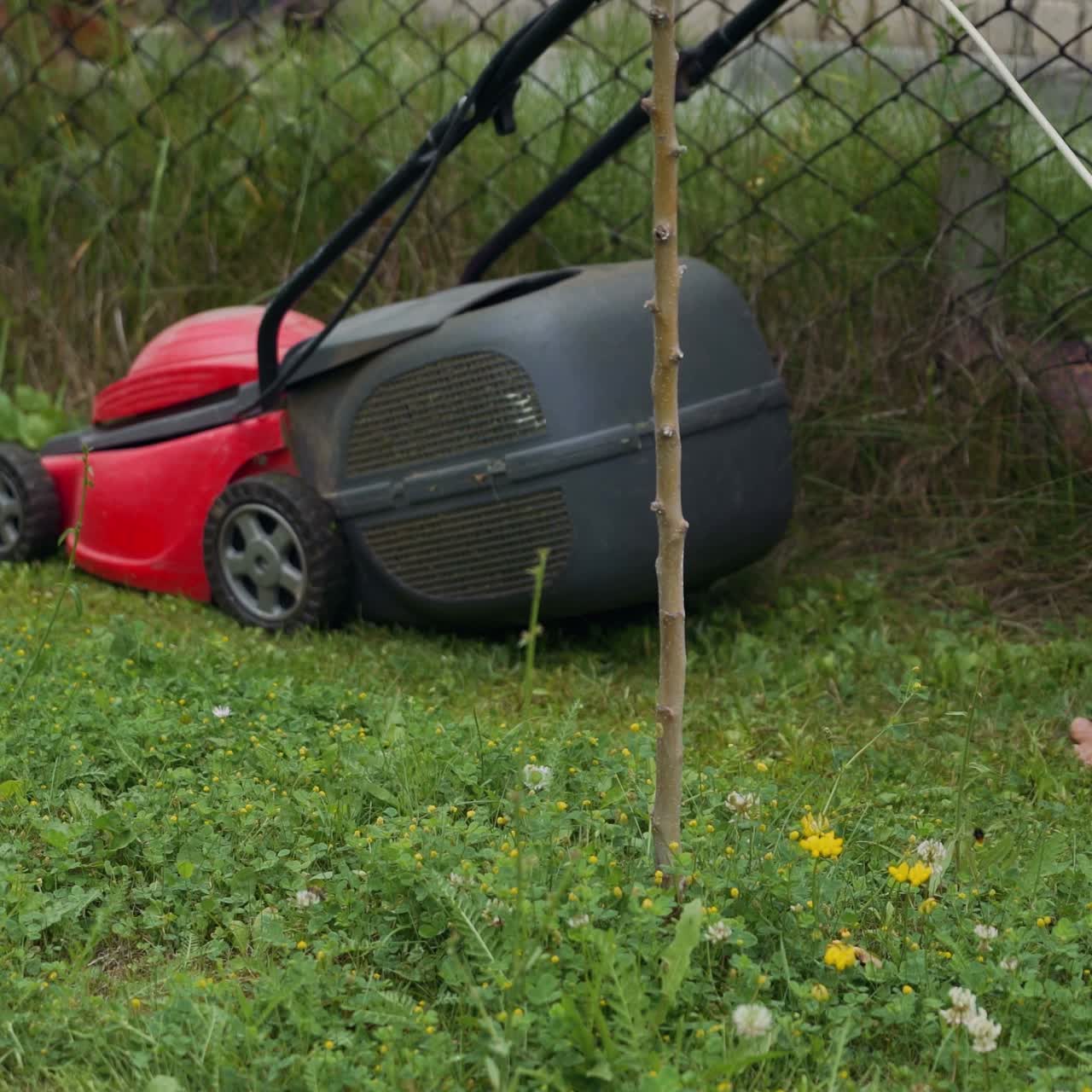 Barefoot young girl mowing grass with a lawn mower in garden. Bare female feet walking behind lawn mower in back yard