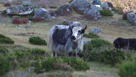 Wilde-Yaks-Grasen-In-Der-Everest-Himalaya-Nepal-Landschaft,-Bergregionsszenario,-4K-Video