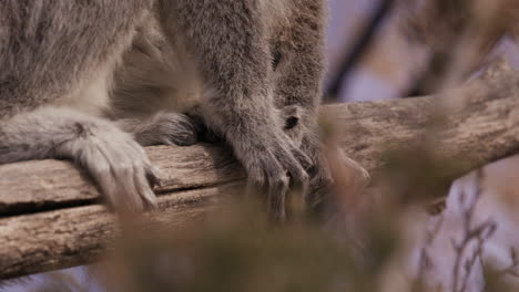 Lemur-feet-and-hands-gripping-onto-tree-branch---close-up