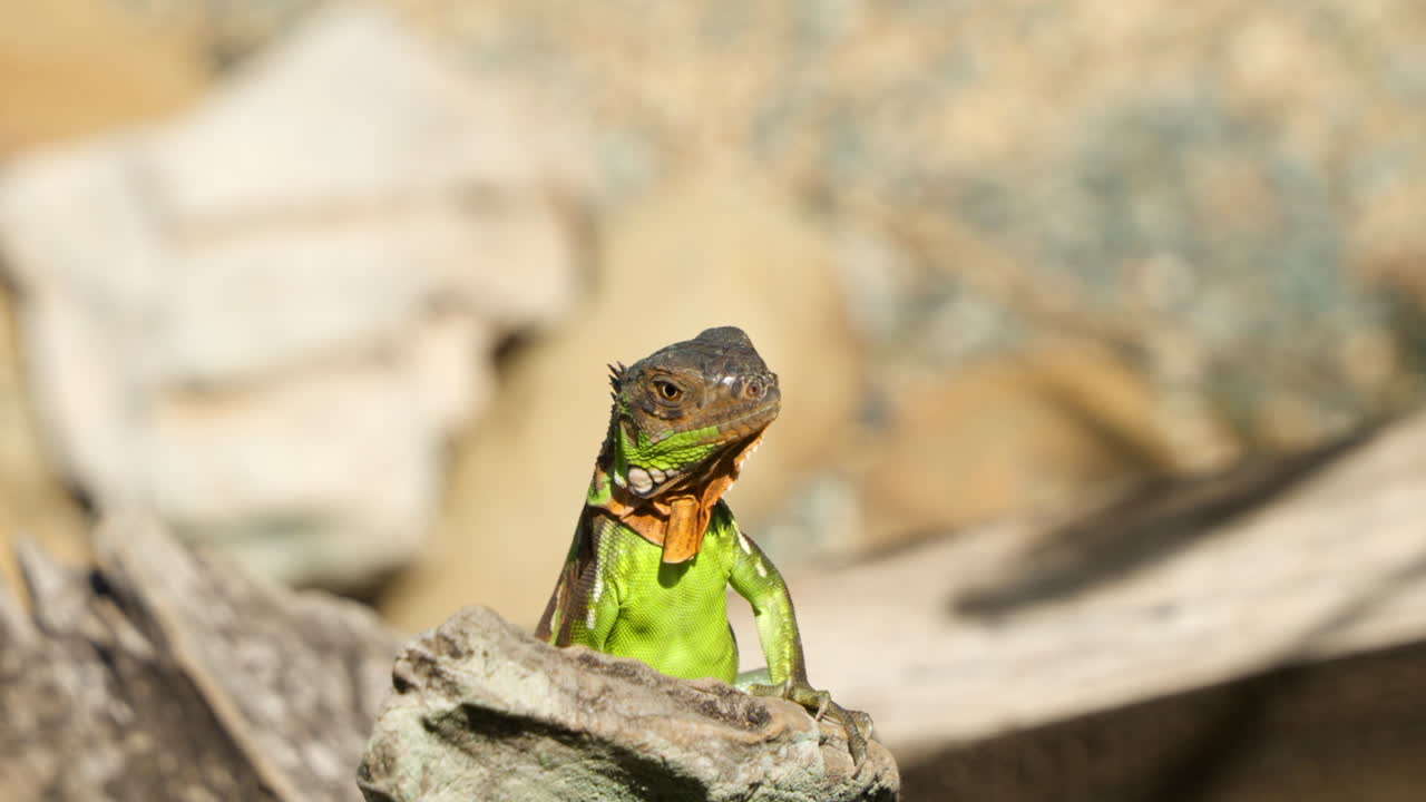 Green Iguana in Deserted Beach Looking Out - face close up in Slow motion