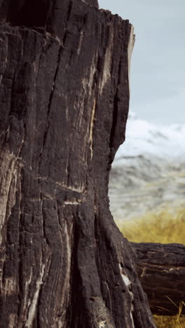 burnt tree logs after forest fire