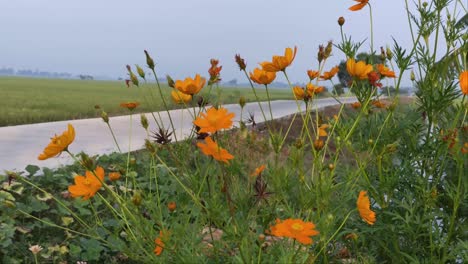 la belleza de las flores por la mañana en el borde de los campos de arroz
