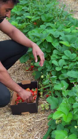 vertical shot of brown man harvesting ripe strawberries on a farm in a natural setting.
