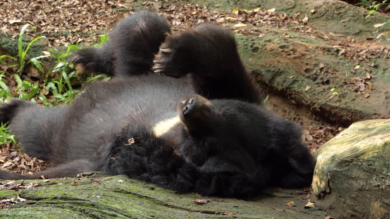 Two bears playfully interact in a serene wildlife sanctuary showcasing their natural behaviors