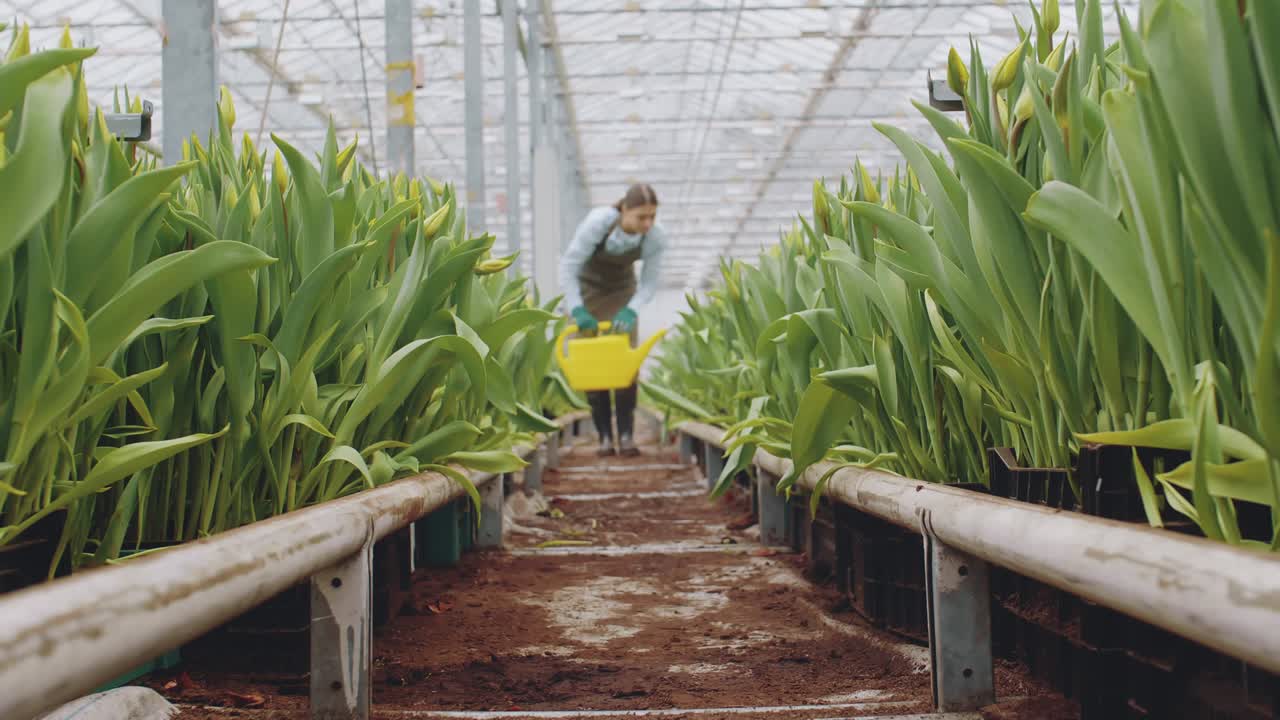 jardinera regando los tulipanes en el invernadero