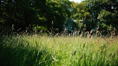 Long-grass-blowing-in-the-wind-in-a-farmers-field-in-the-English-countryside-on-a-summers-day