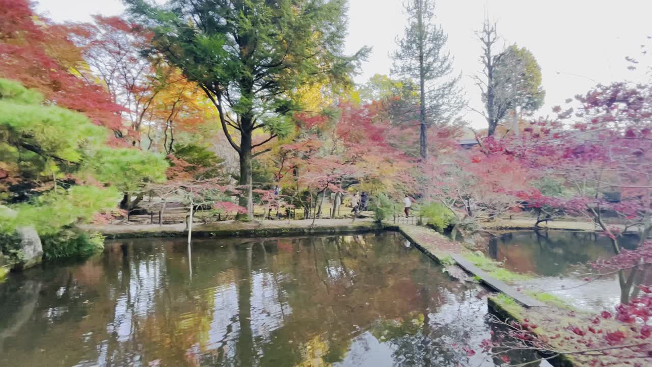 fondo de otoño video 4k hd hermoso
