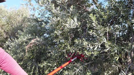 Un-Agricultor-De-Olivos-Que-Usa-Una-Vara-De-Cosecha-Mecánica-Para-Recolectar-Aceitunas-Frescas