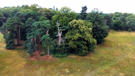 panorámica aérea de una pequeña agrupación forestal