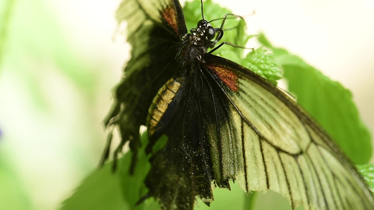 magnífico primer plano macro de una mariposa descansando sobre una hoja