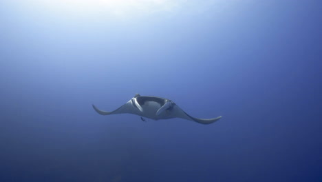 a lonely giant manta ray floats forward to the camera