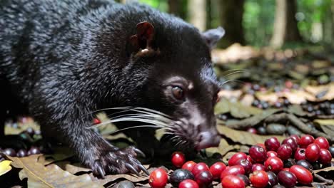 civet eating coffee beans in forest