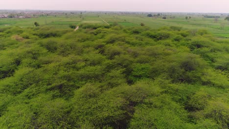 Aerial-Shot-Of-Trees-In-A-Hunting-Wildlife-Game-Reserve-In-Punjabi,-Pakistan