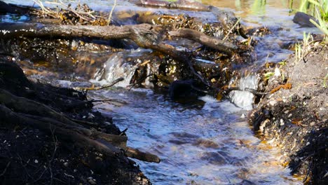 A-forest-river-gently-flowing-over-branches-and-debris