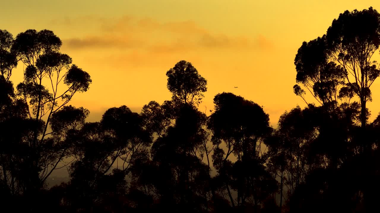 Dramatic silhouette of trees against orange gradient yellow sunset, natural backdrop background from Kenneth Hahn State Recreation Area, Los Angeles, California