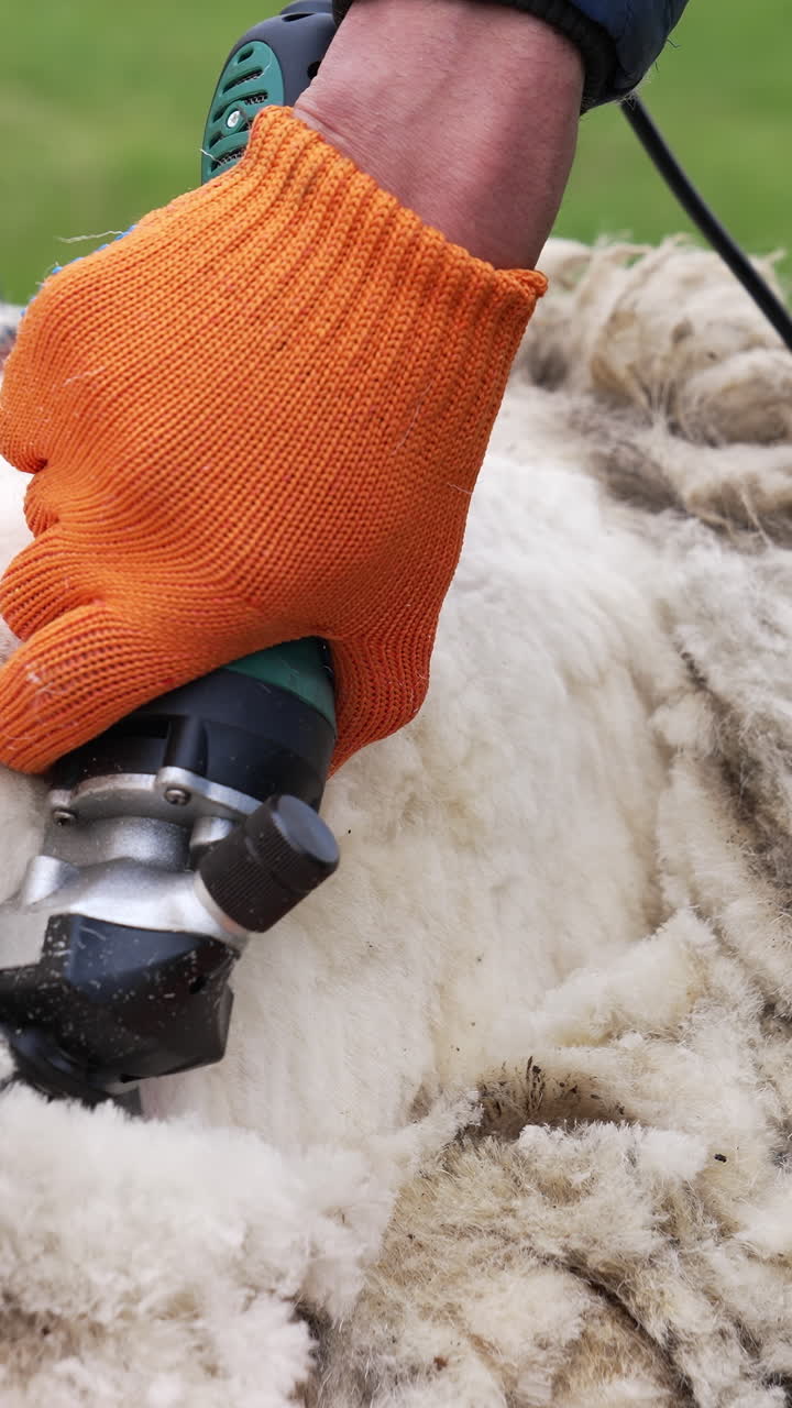 Cutting process of sheep wool. Farm worker shearing sheep with professional electric hair clipper. Close-up. Vertical video