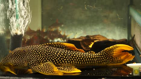 Primer-Plano-De-Un-Sol-Pleco-Amarillo-Naranja-Negro-Manchado,-Goldie-Pleco-Suckermouth-Bagre-Scobinancistrus-Aureatus-Chupando-En-El-Fondo-De-Un-Acuario-De-Vidrio-Nadando-Hacia-Peces-Más-Pequeños