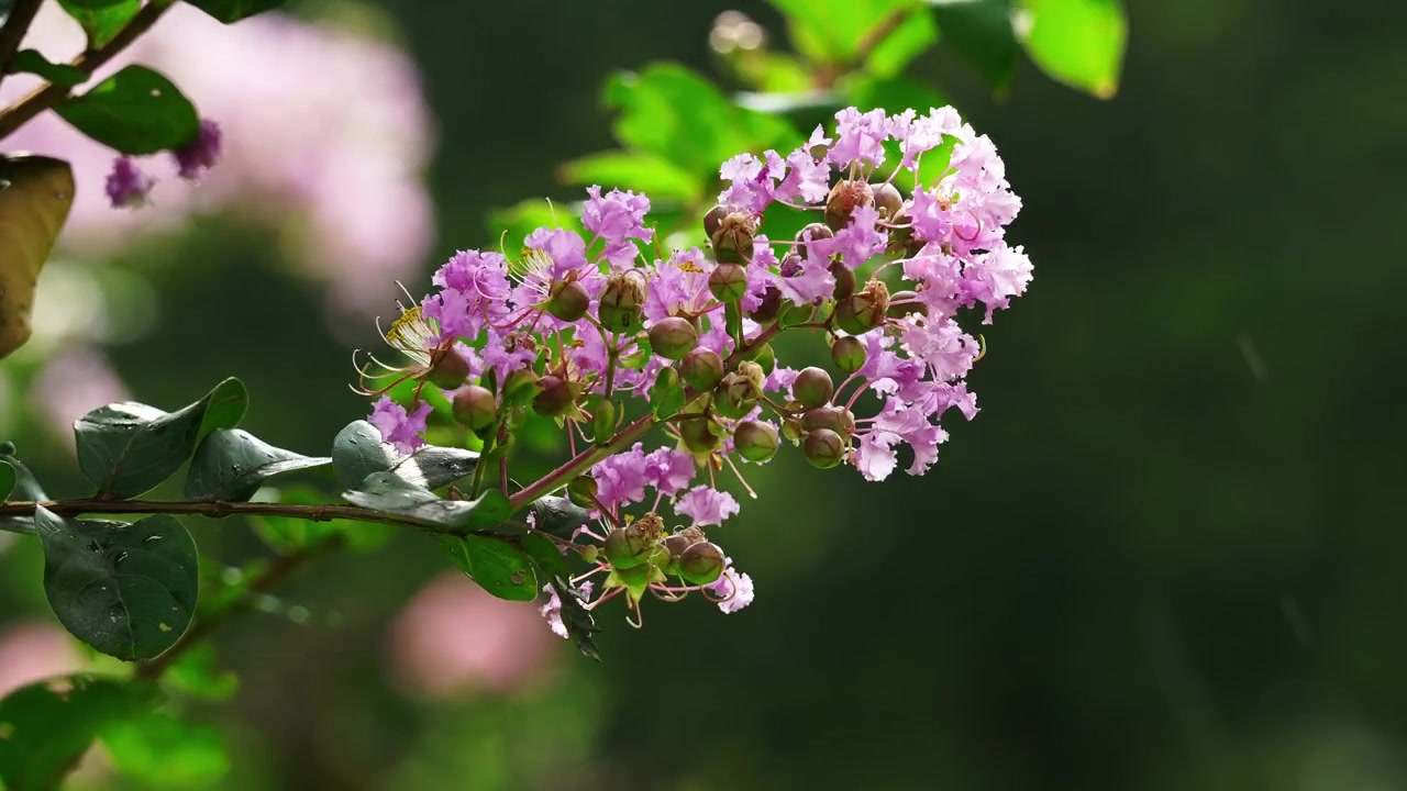 Bunga Lagerstroemia ungu pada hari hujan di Shanghai, Tiongkok (4K)