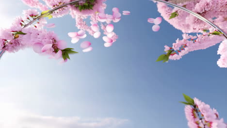 cherry blossoms and sky reflected in a mirror