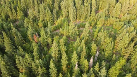 Numerous-conifers-near-Salmon-Arm,-British-Columbia-at-sunset-viewed-from-above