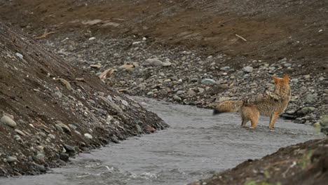 Flussjäger:-Die-Angelfähigkeiten-Des-Kojoten-Werden-Ausgestellt
