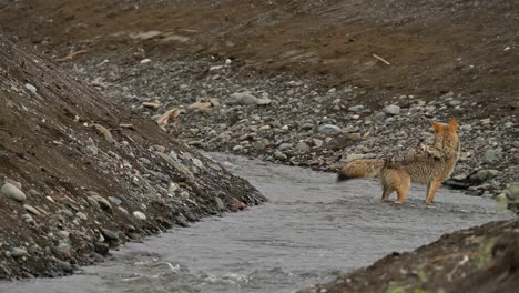 Cazador-De-Río:-Las-Habilidades-De-Pesca-Del-Coyote-En-Exhibición