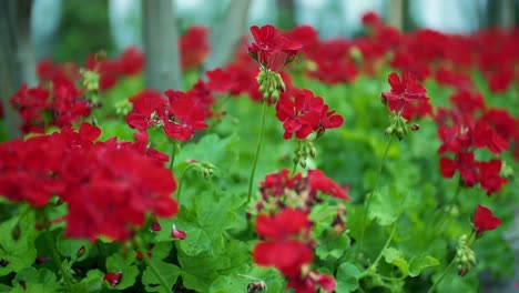 focusing transition of red flowers