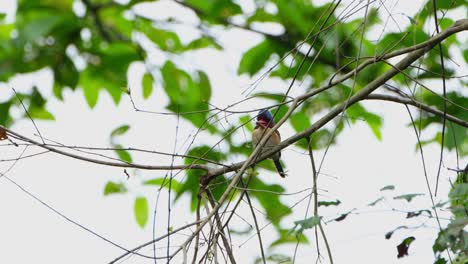 Looking-to-the-right-as-it-is-seen-with-food-in-the-mouth-behind-bare-branches-and-twigs-then-it-looks-straight-into-the-camera,-Banded-Kingfisher-Lacedo-pulchella,-Thailand