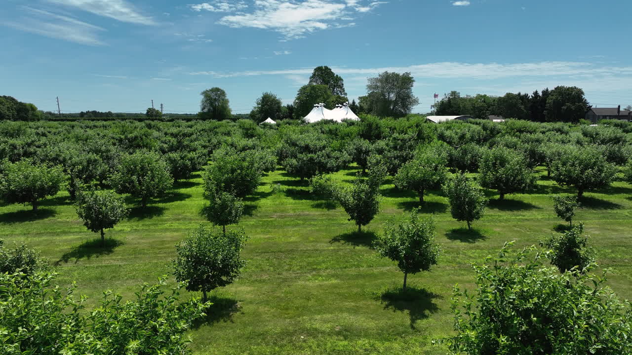 Flying Over The Apple Orchard In Breeze Hill Farm In Peconic, New York, USA. - aerial shot