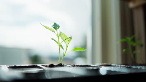 Seedling-Tray-With-Vegetable-Seedlings-Inside-The-Greenhouse