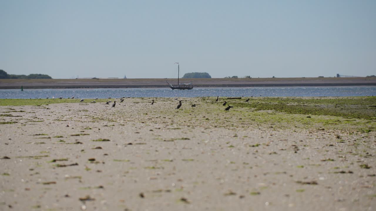 새들이 돌아다니는 모래 해변