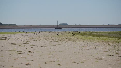 playa de arena con pájaros deambulando