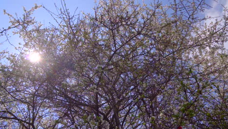 spring tree covered all in white blossoming colors