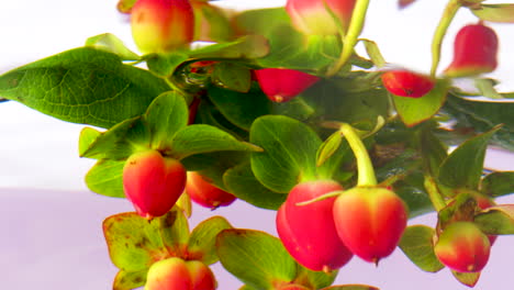 red berries in water