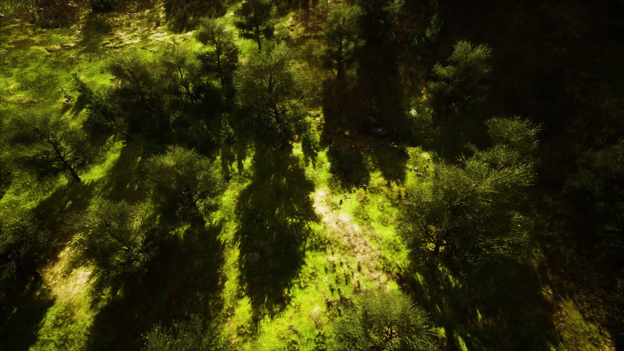 bosque tropical en la vista matutina de las tierras altas de malasia