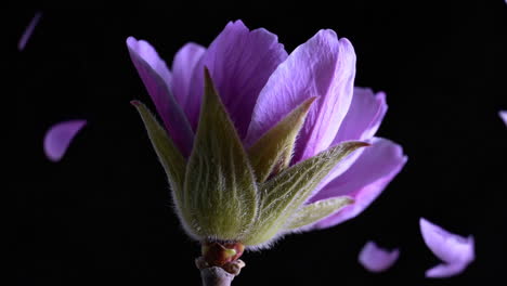 purple flower bud and petals