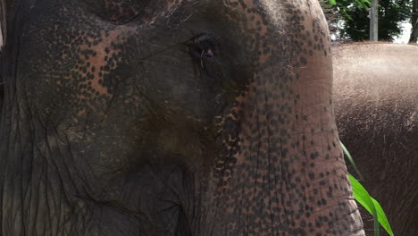 close up of thai elephant chewing with ear flapping