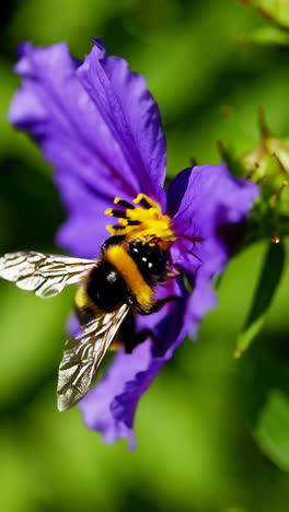 abejorro en una flor púrpura
