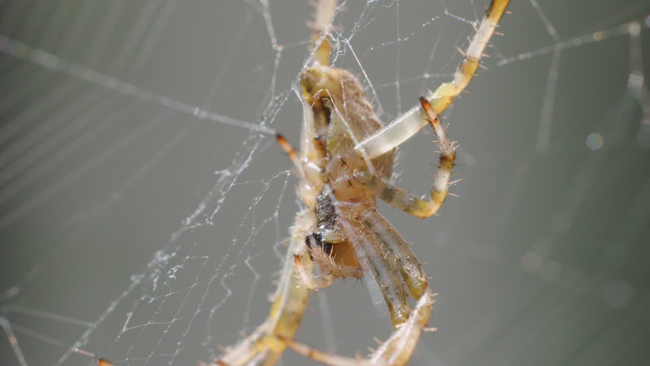 Orb-weaver spider navigates intricate web outdoors, macro shot, soft natural lighting, shallow depth
