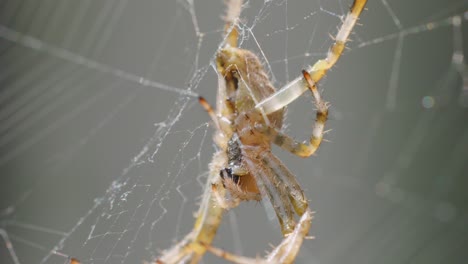 Orb-weaver spider navigates intricate web outdoors, macro shot, soft natural lighting, shallow depth