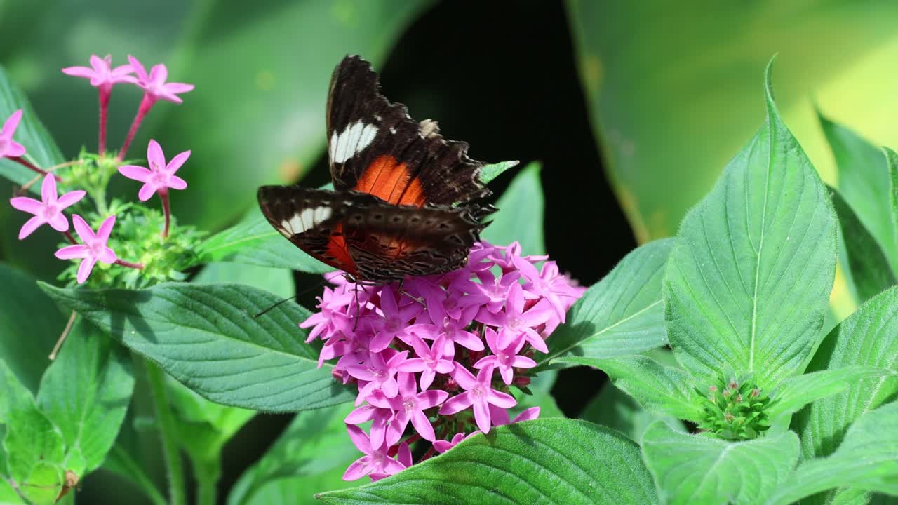 las mariposas revolotean alrededor de flores rosadas vibrantes.
