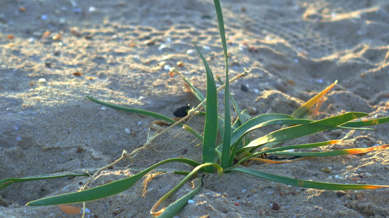 Timelapse of a plant vibrating in the wind.